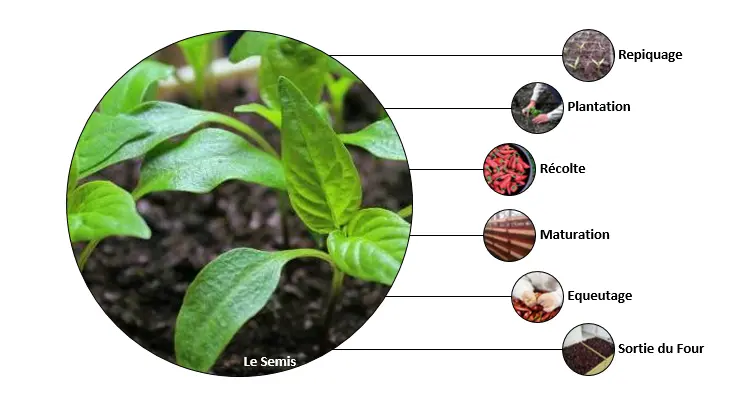 seau de piments exploitation michel Andueza producteur piment